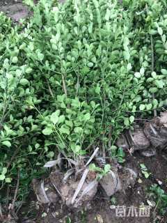 高度120厘米大叶黄杨