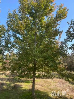 15公分美国红枫