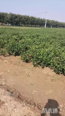 高度50厘米大叶黄杨