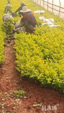 高度30厘米金叶连翘