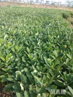 高度50厘米结香