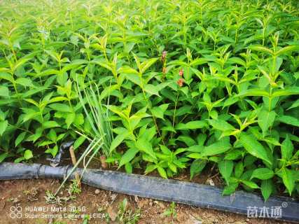 高度50厘米红王子锦带