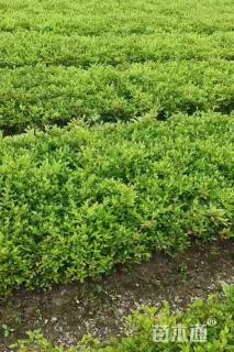 高度28厘米春鹃