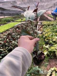 高度20厘米红背桂