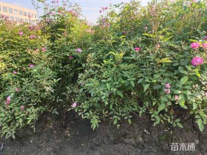 高度40厘米丰花月季