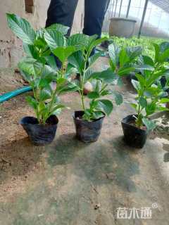 高度25厘米八仙花