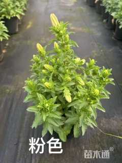 高度25厘米风铃草