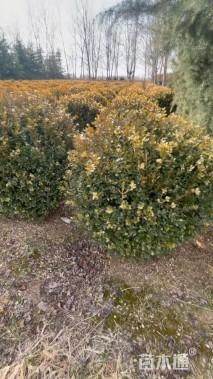 高度100厘米小叶黄杨