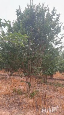 高度500厘米丛生紫薇