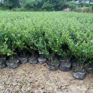 冠幅80厘米龟甲冬青球