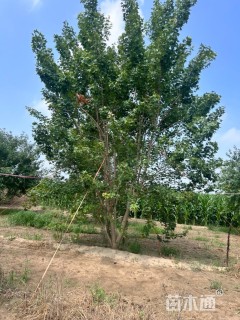 高度480厘米丛生五角枫