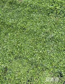 高度5厘米金莎蔓