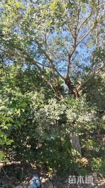38公分朴树