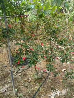 高度180厘米琴叶珊瑚