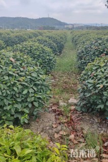 冠幅120厘米红叶石楠球