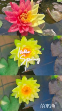 高度20厘米睡莲
