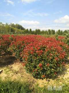 1.公分红叶石楠