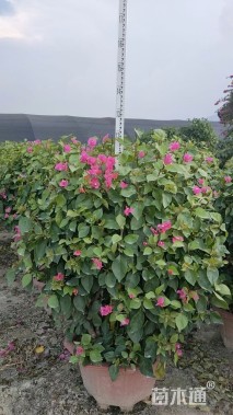 高度110厘米三角梅