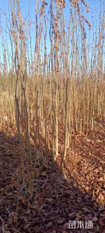 高度50厘米花椒