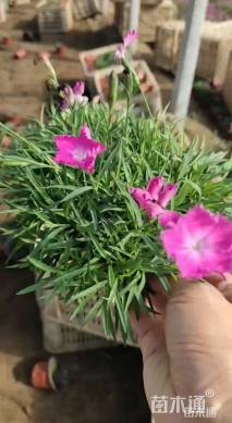 高度30厘米欧石竹