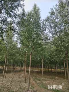 10公分柳树