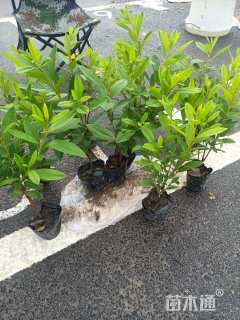 高度25厘米杜鹃