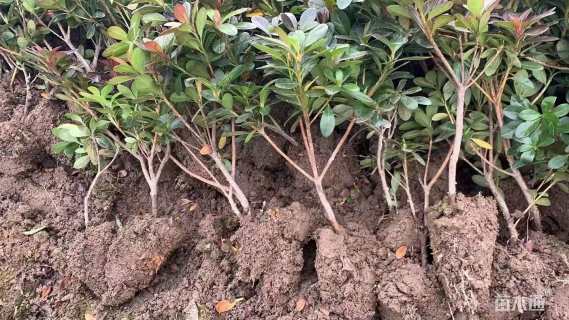 高度30厘米杜鹃