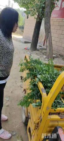 高度30厘米紫穗槐