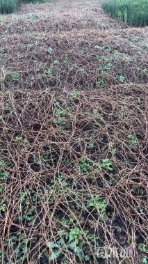 100厘米五叶地锦