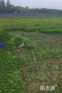 高度30厘米小叶栀子