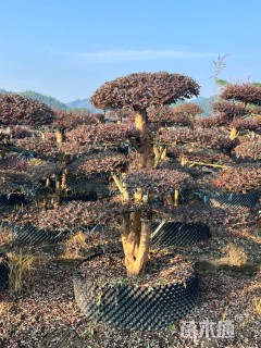 10公分造型红花继木桩