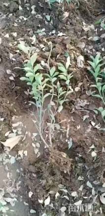 高度50厘米大叶黄杨