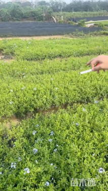 高度20厘米蓝雪花