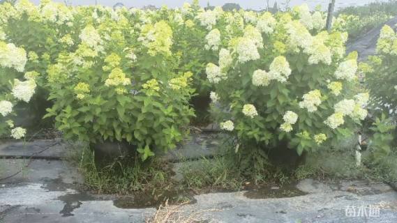 高度80厘米圆锥绣球