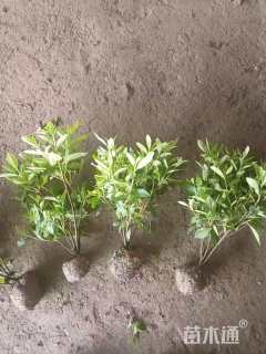 高度35厘米毛鹃