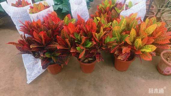 2公分红花七叶树