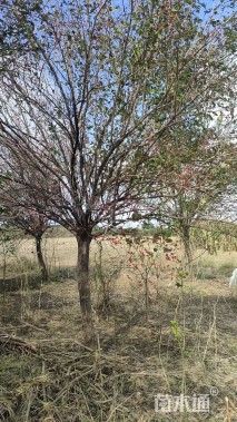 高度3000厘米金银木