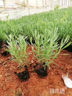 高度25厘米薰衣草