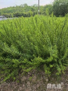 高度50厘米迎春花