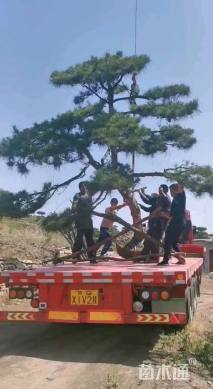 20公分造型松