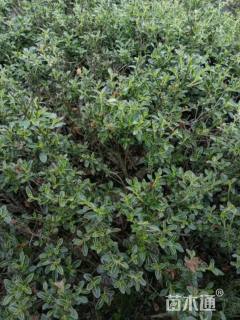 高度15厘米金边六月雪