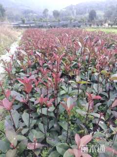 0.01公分红叶石楠