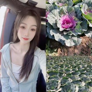 高度30厘米羽衣甘蓝