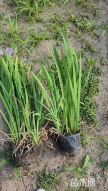 高度40厘米水生鸢尾