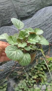 高度10厘米虎耳草