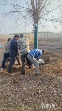 18公分嫁接垂柳