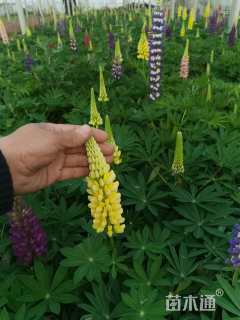 高度50厘米羽扇豆