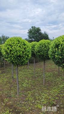 冠幅80厘米金叶榆球