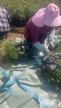 高度20厘米钻石月季