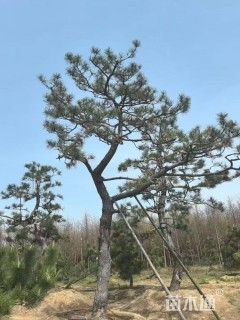 高度250厘米黑松